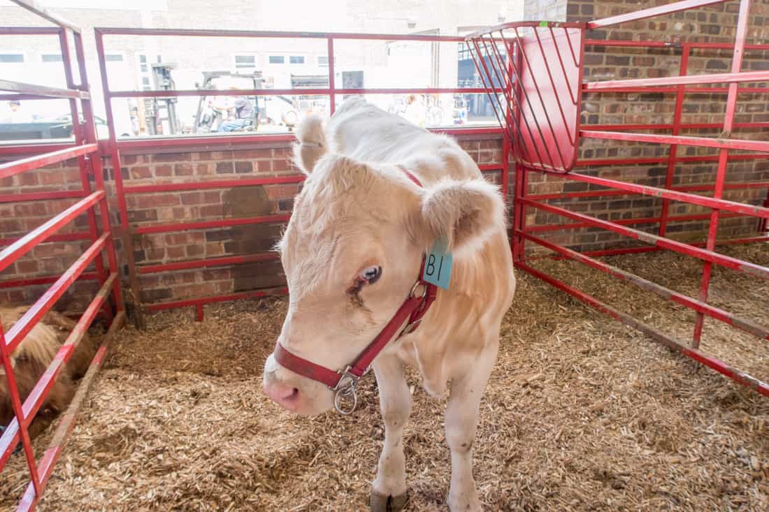 Iowa State Fair The Livestock Super NoVA Adventures