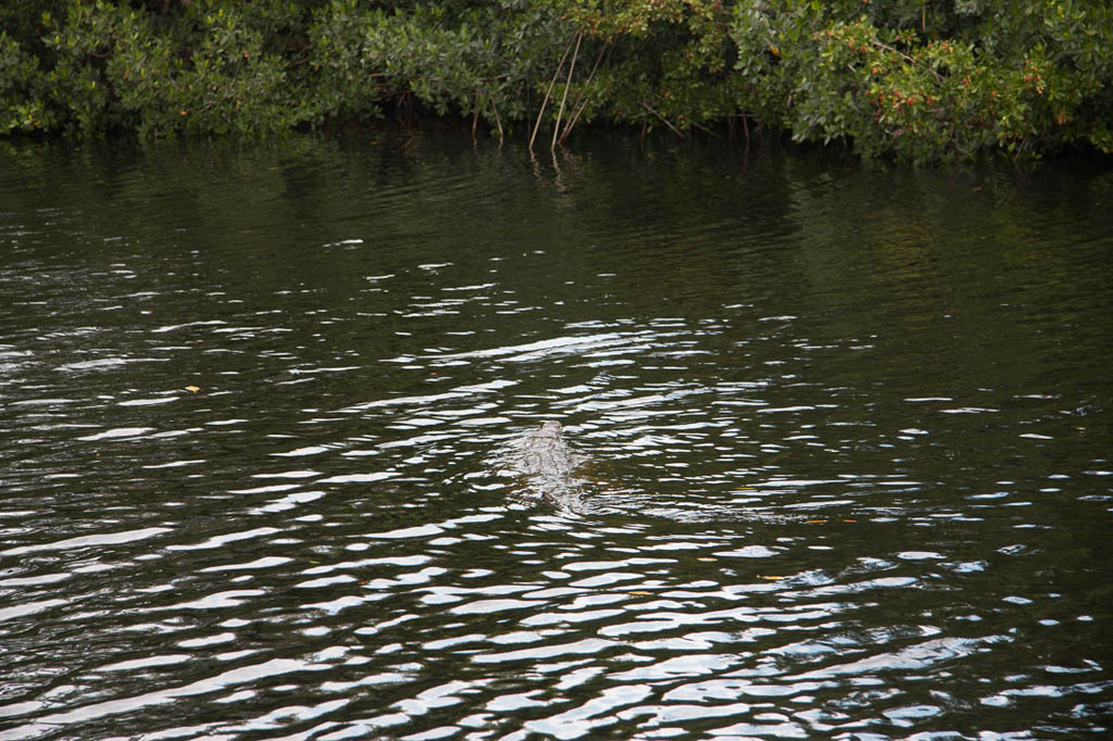 Gators as seen from our boat tour of the Everglades