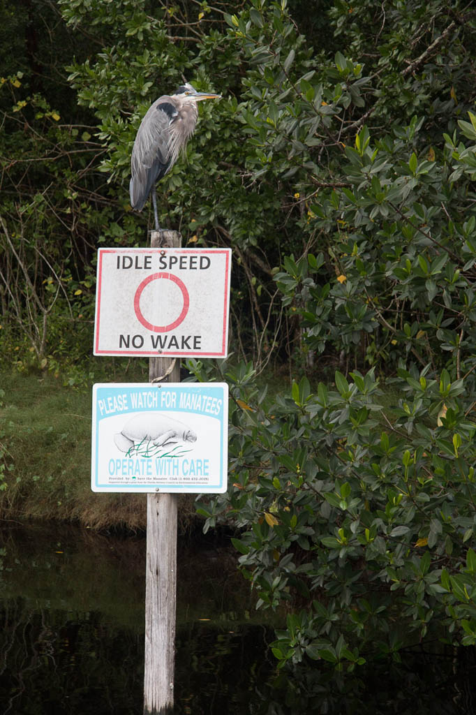 Bird sitting on a no wake sign at Everglades