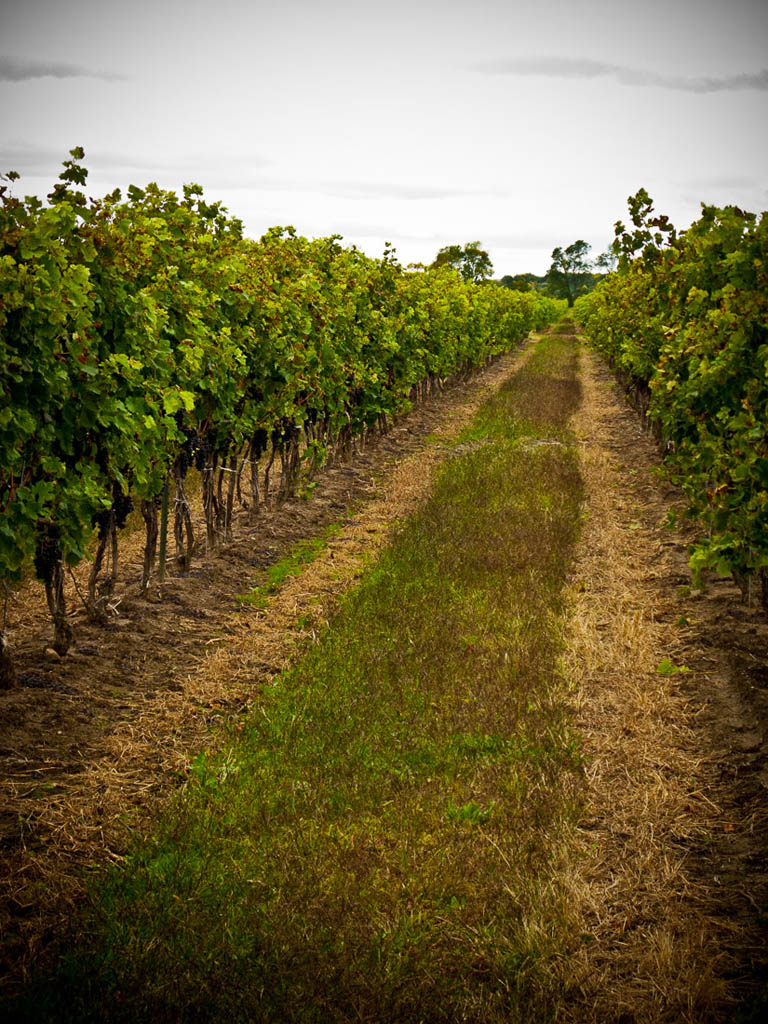 Vineyard at Riverview Cellars | Winery near Niagara Falls
