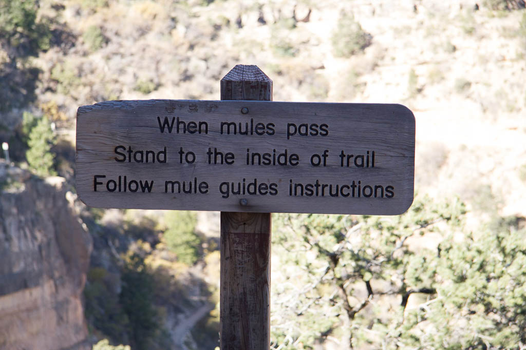 Instructions for what to do if you see a group on mules