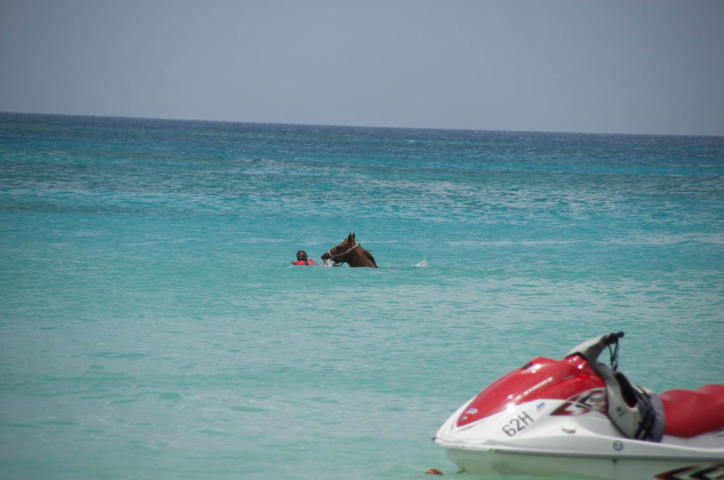 Horses in water at Malibu Beach in Barbados