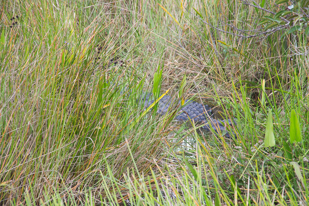 Gator hiding along the Anhinga Trail