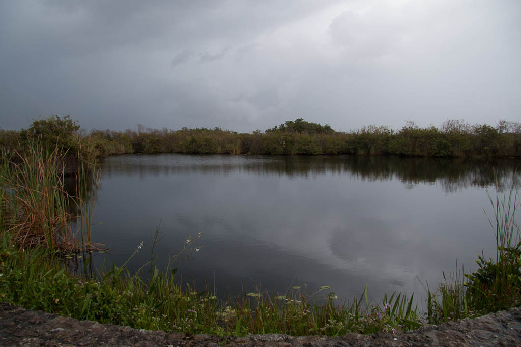 Along the Anhinga Trail