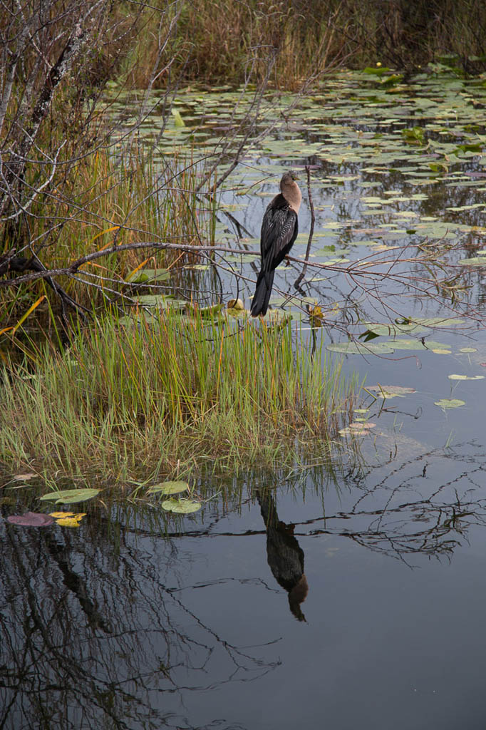 Along the Anhinga Trail