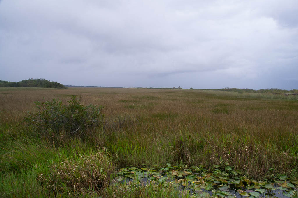 Along the Anhinga Trail