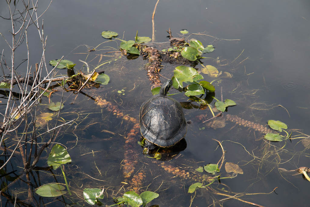 Along the Anhinga Trail