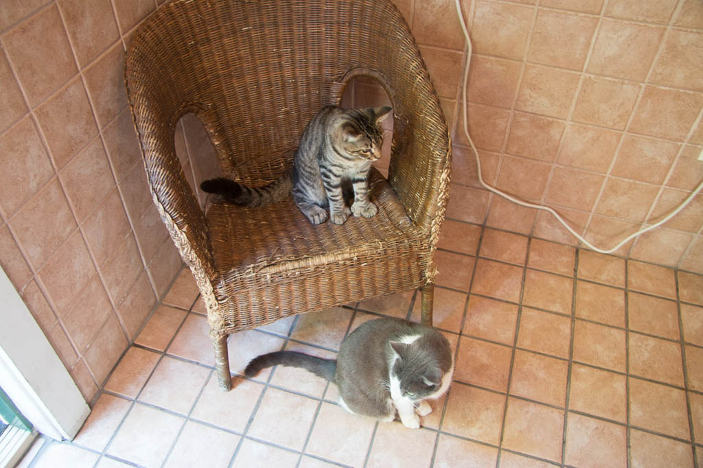 Cats in Hemingway House Bathroom