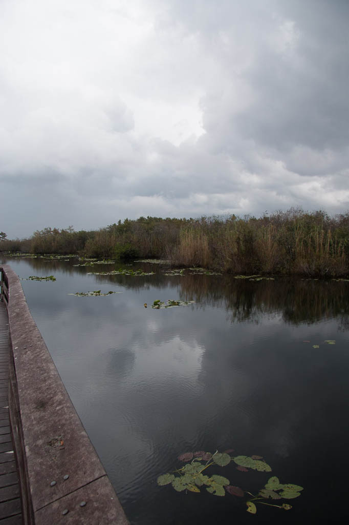 Along the Anhinga Trail