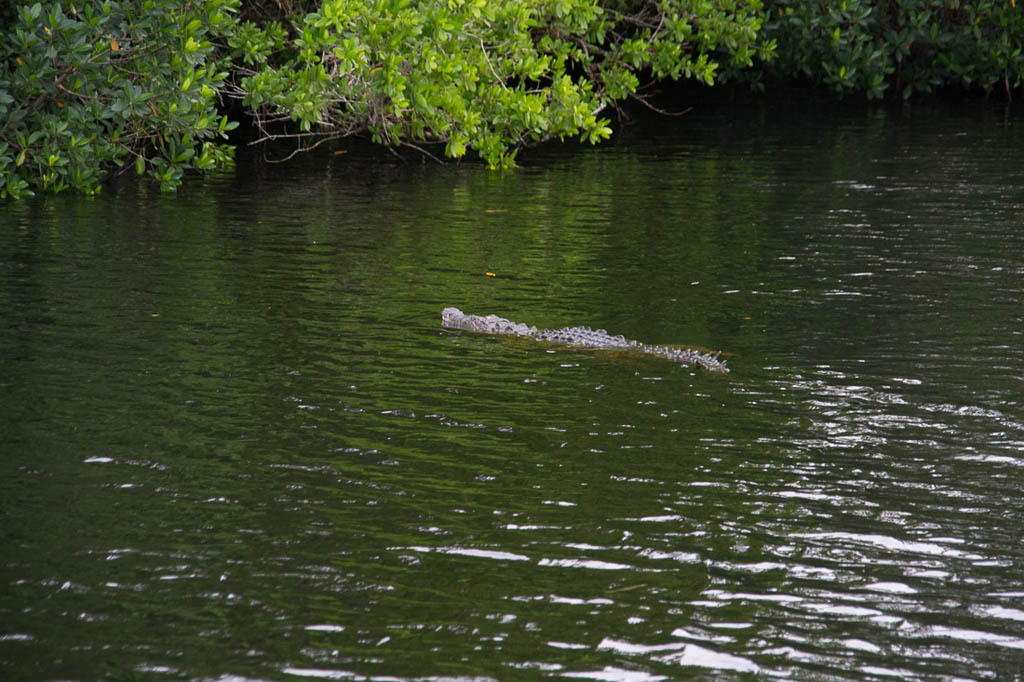 Gators as seen from our boat tour of the Everglades