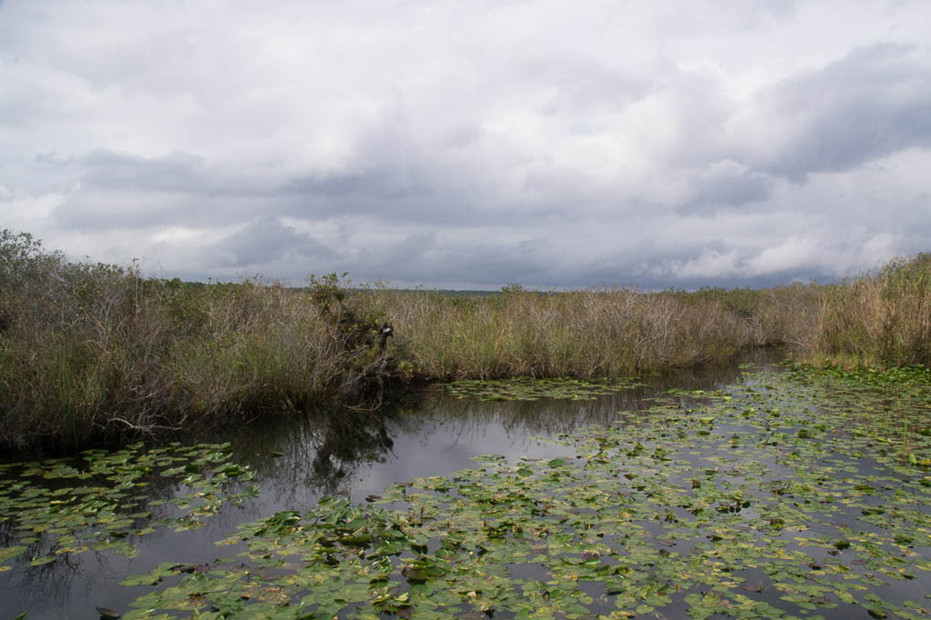 Along the Anhinga Trail