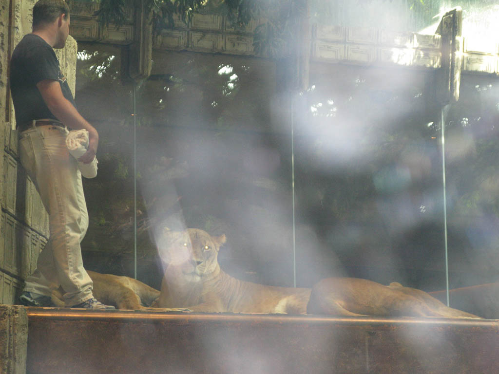 Lions at the MGM