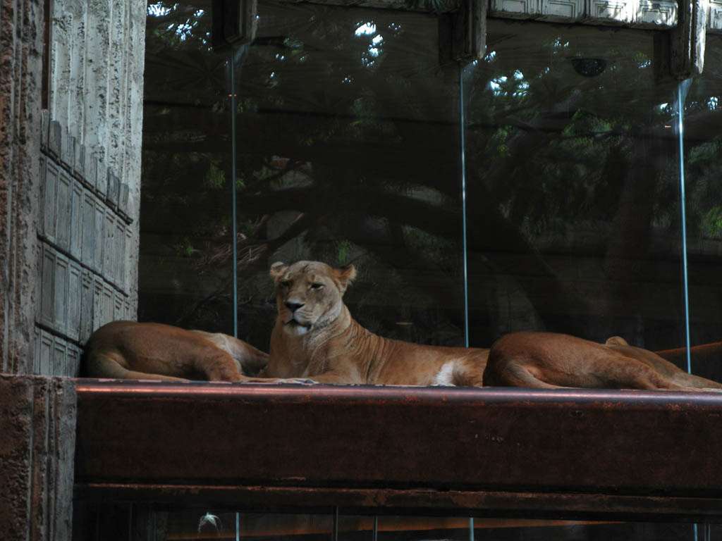 Lions at the MGM