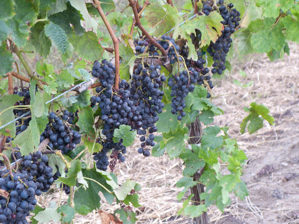 Grapes on the vines at winery tour
