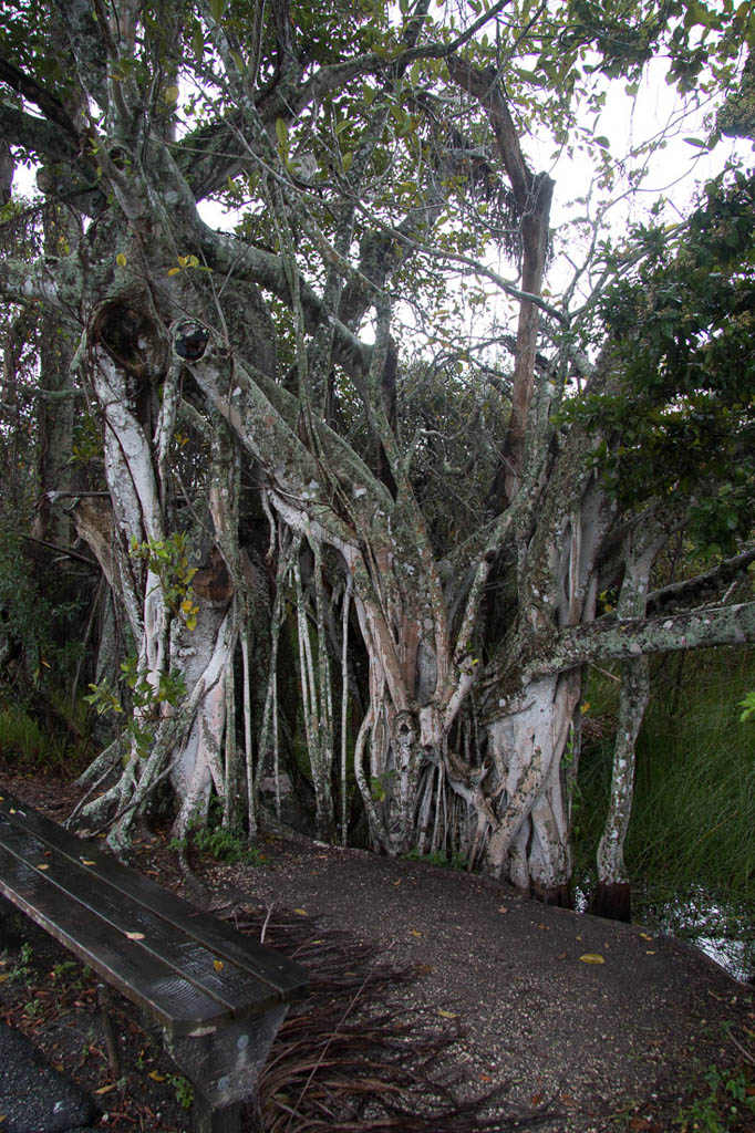 Along the Anhinga Trail