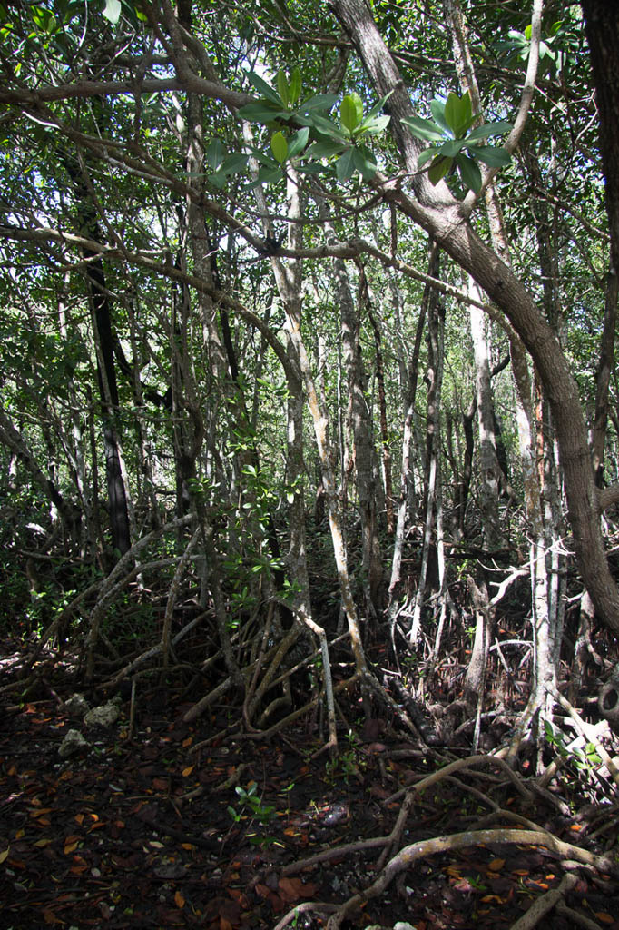 Trail at John Pennekamp Coral Reef State Park