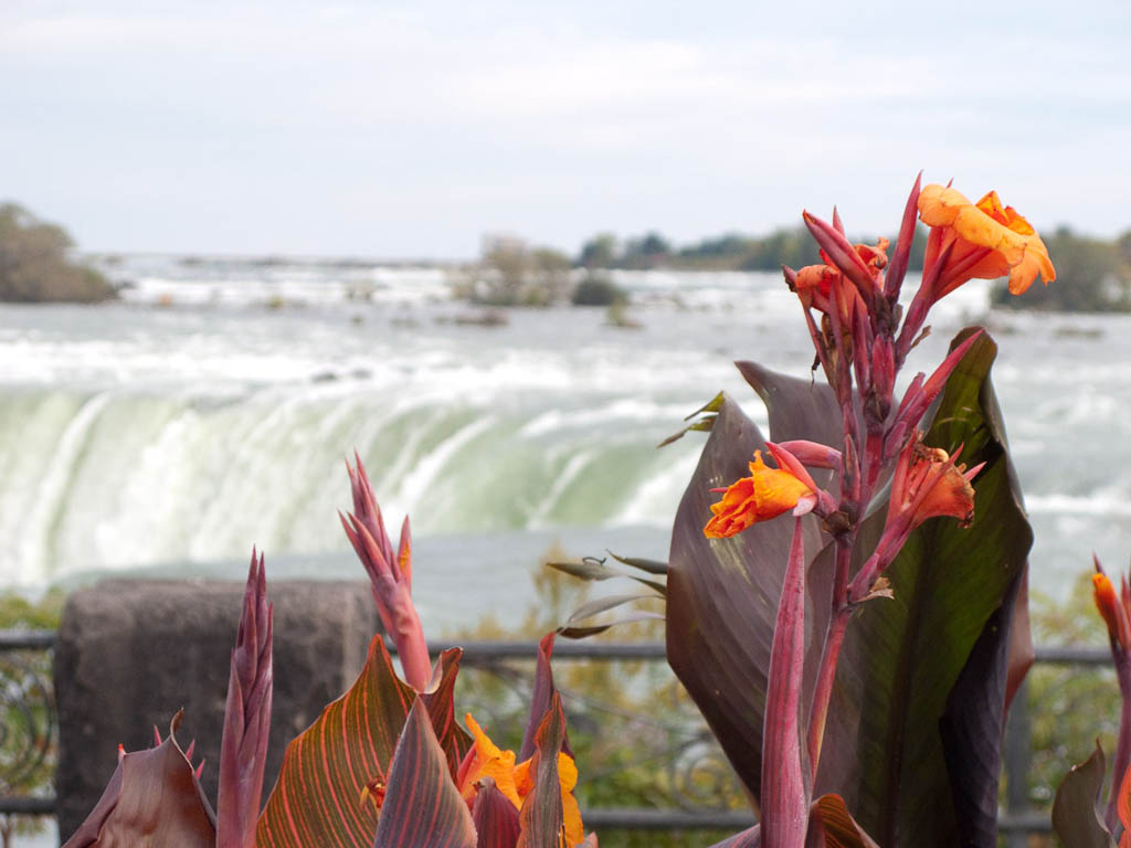 Flowers in foreground near Niagara Falls
