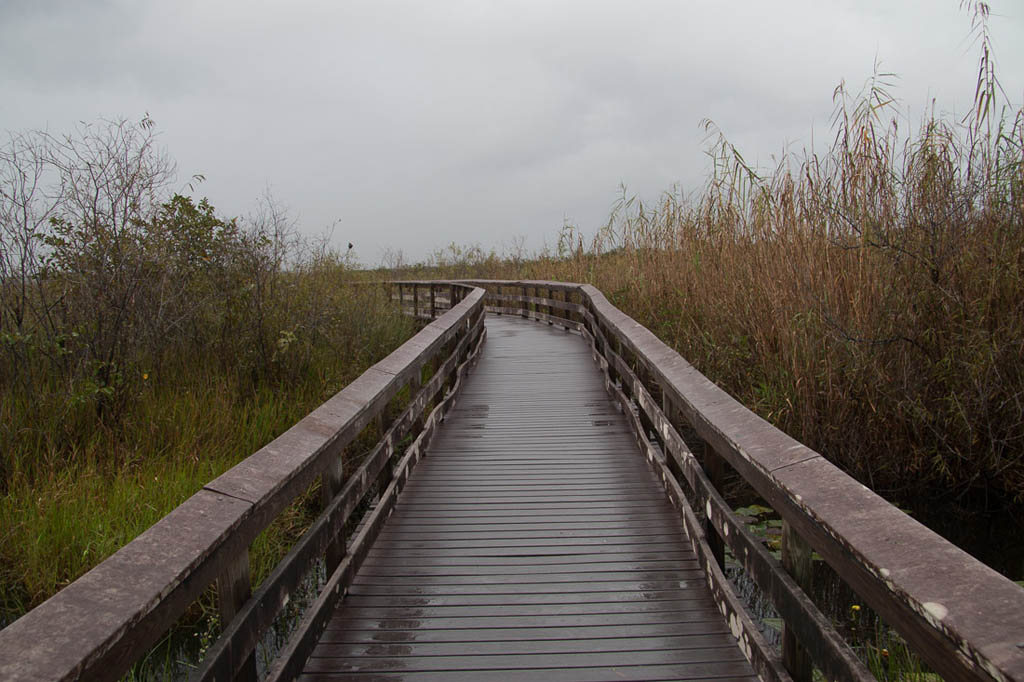 Along the Anhinga Trail