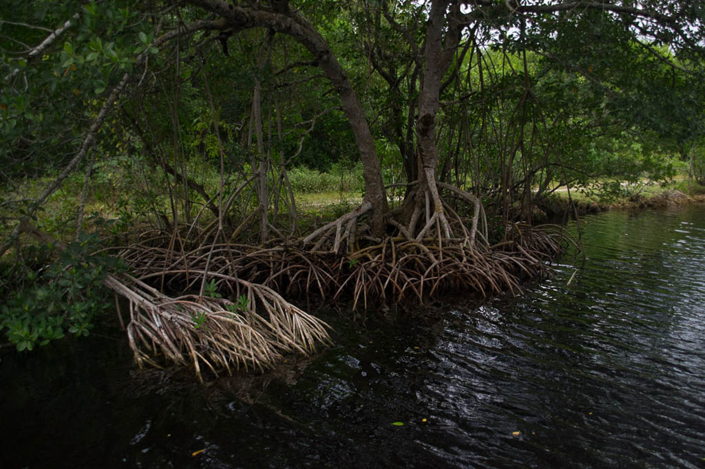 Mangrove Trees in Everglades National Park | Seen from boat tour