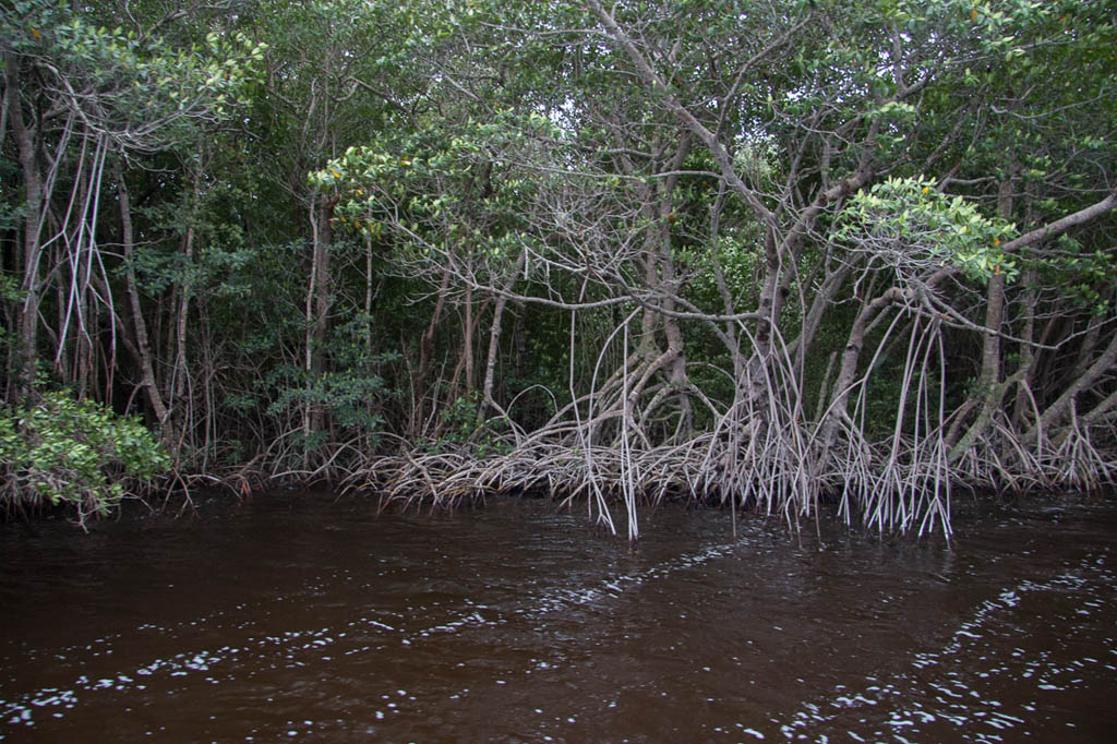 Mangrove Trees in Everglades National Park