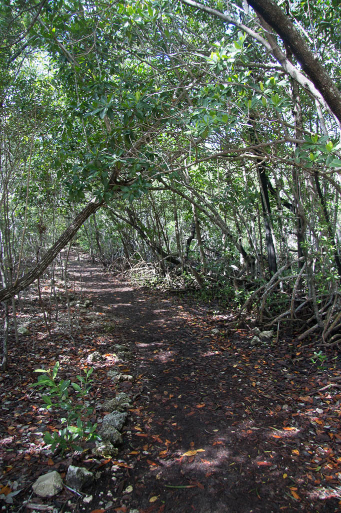 Trail at John Pennekamp Coral Reef State Park