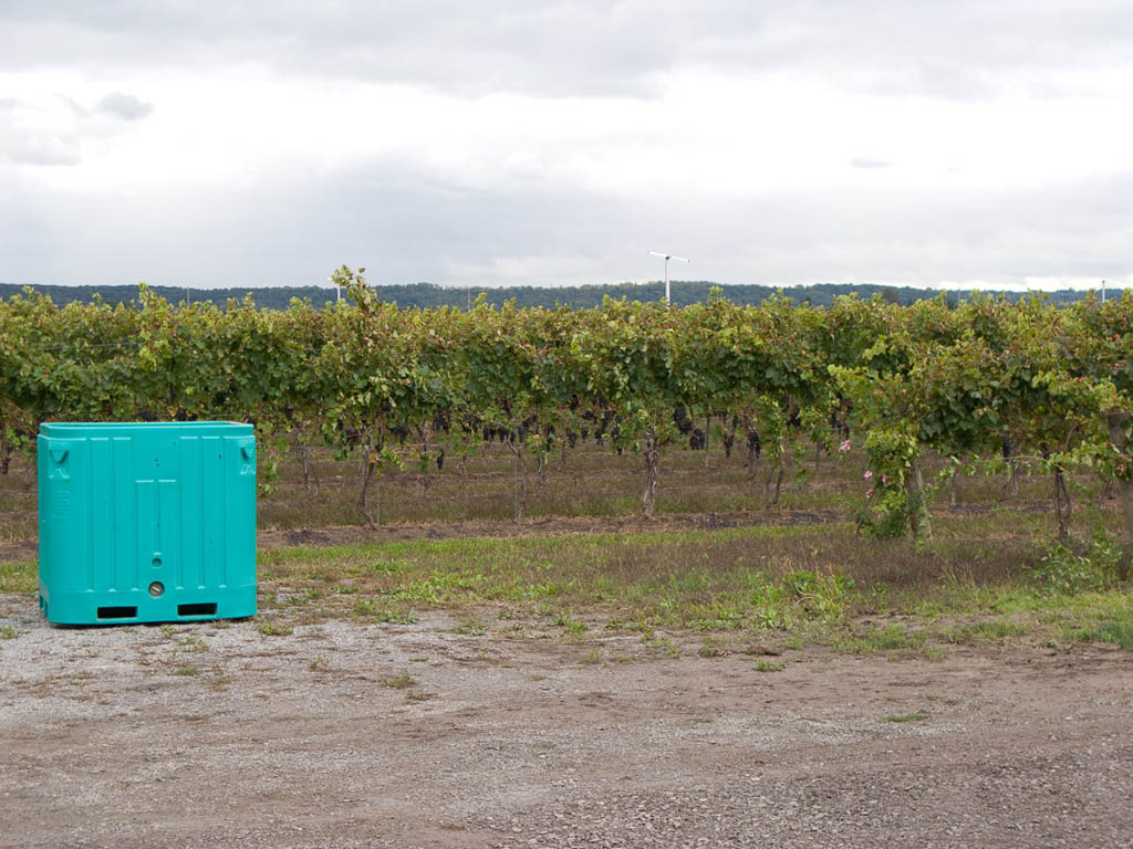 Riverview Vineyard tour