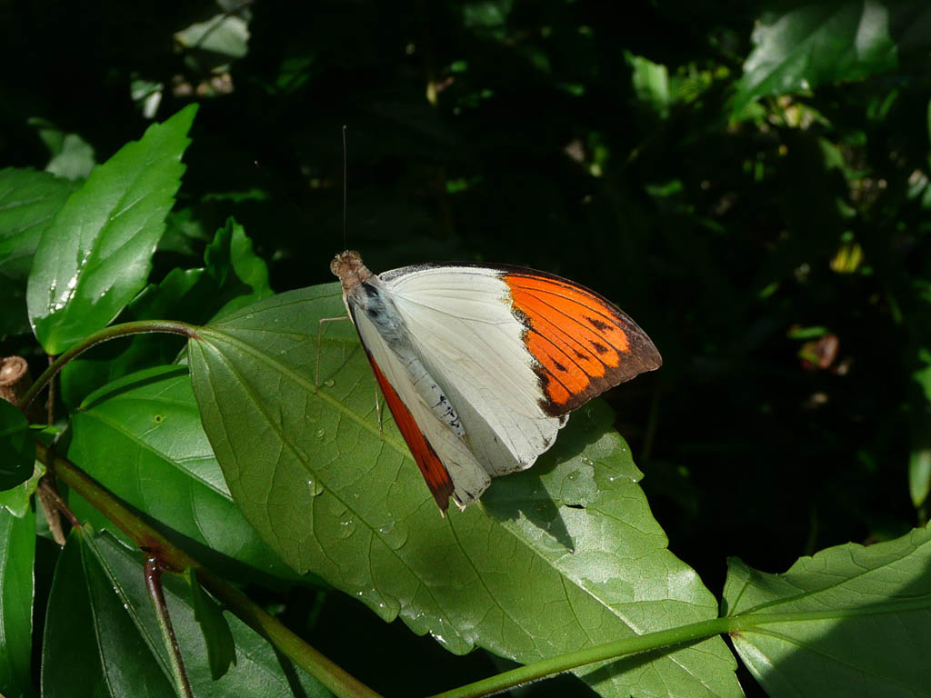 Butterflies inside the St. Maarten Butterfly Farm