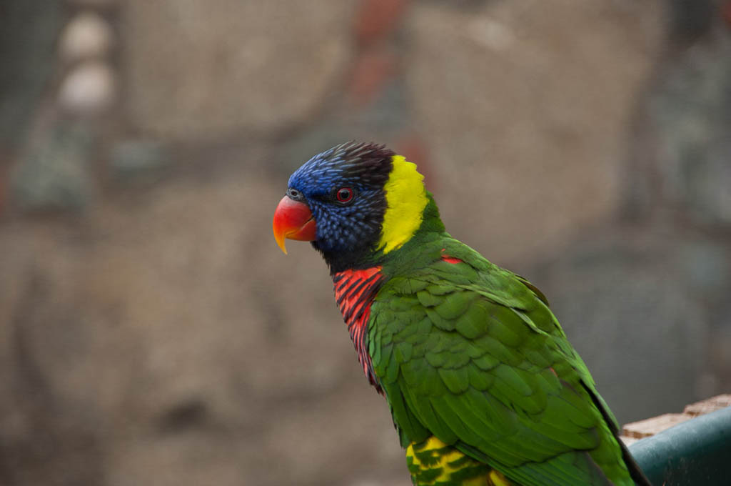 Colorful bird