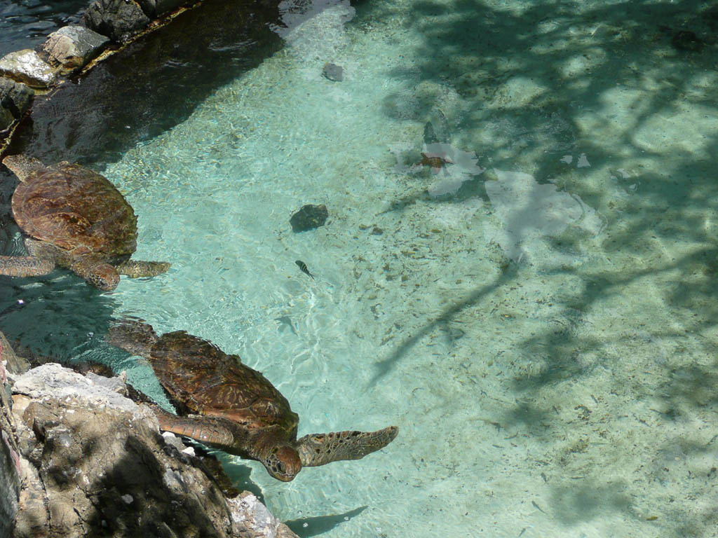 Turtles at Coral World in St. Thomas