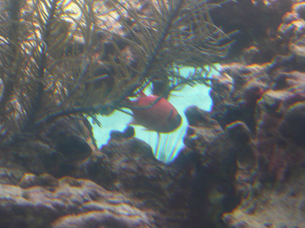 Viewing underwater life from Coral World in St. Thomas