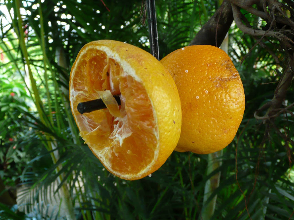 Fruit for butterflies to eat at farm in St. Maarten (Caribbean Cruise)