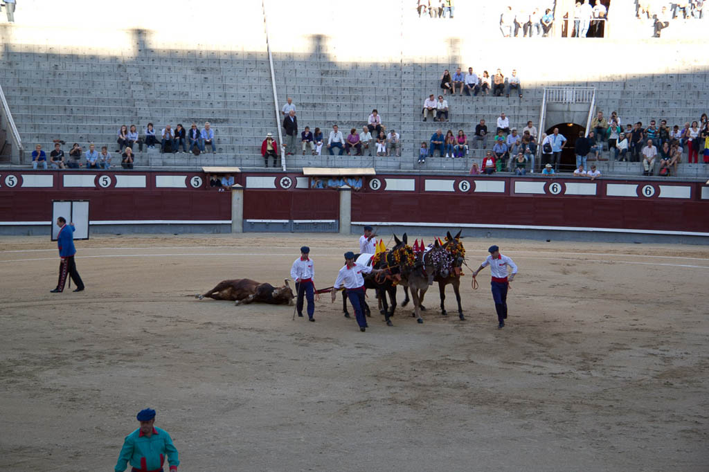 Watching a bullfight in Spain