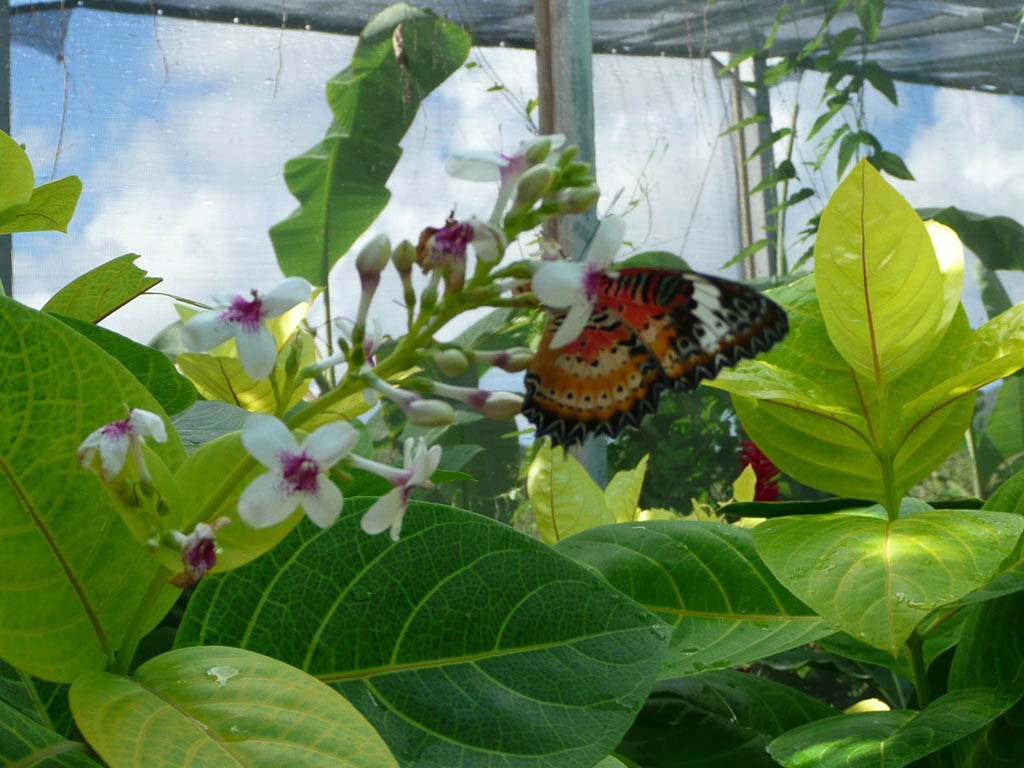 Butterflies inside the St. Maarten Butterfly Farm