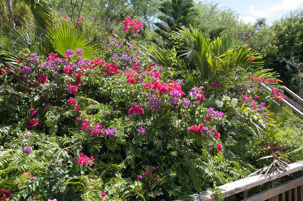 Paradise Point Nature Trail in St. Thomas