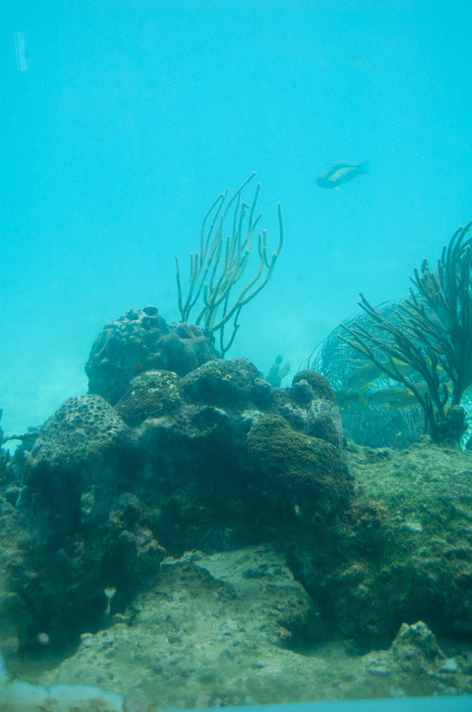Viewing underwater life from Coral World in St. Thomas