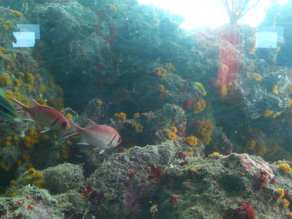 Viewing underwater life from Coral World in St. Thomas