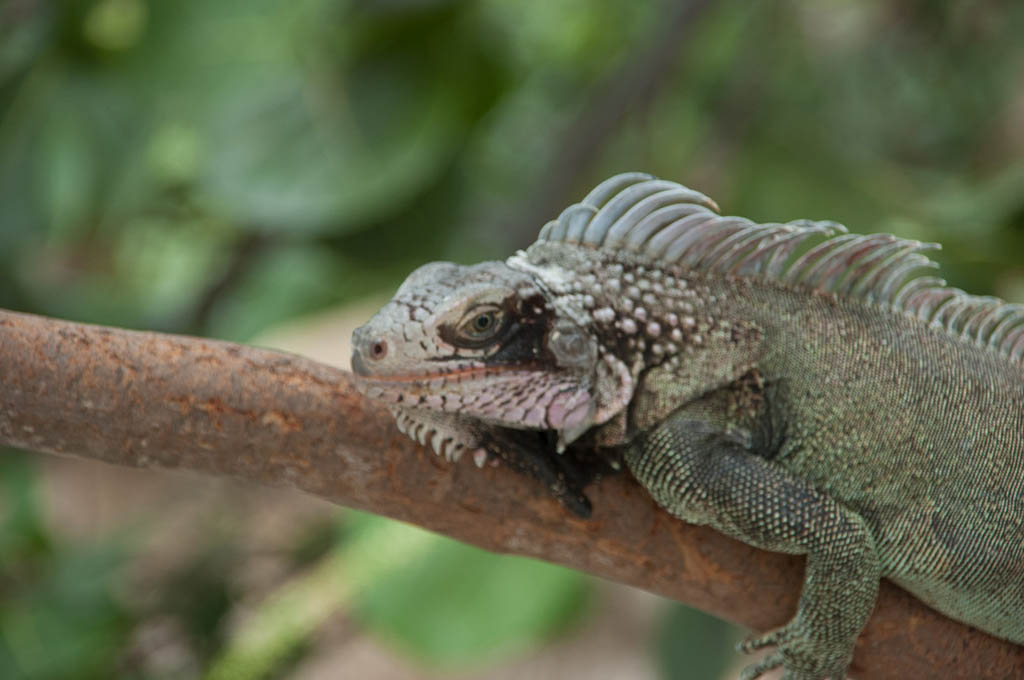 Iguana