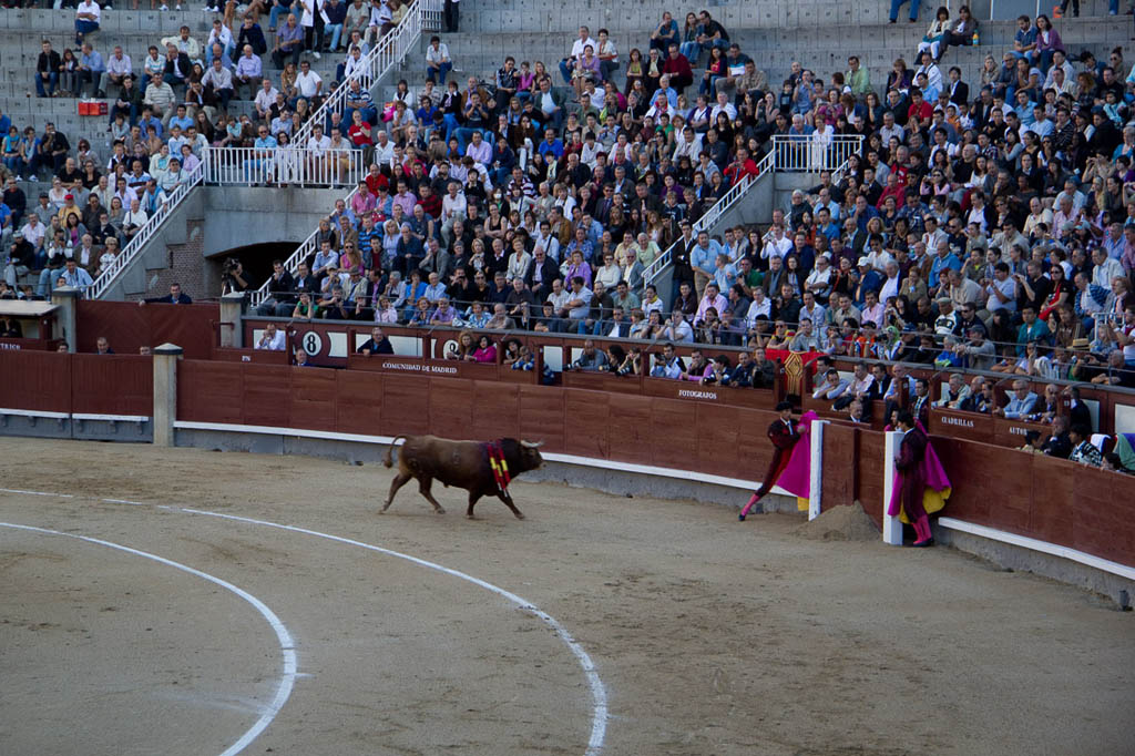 Watching a bullfight in Spain