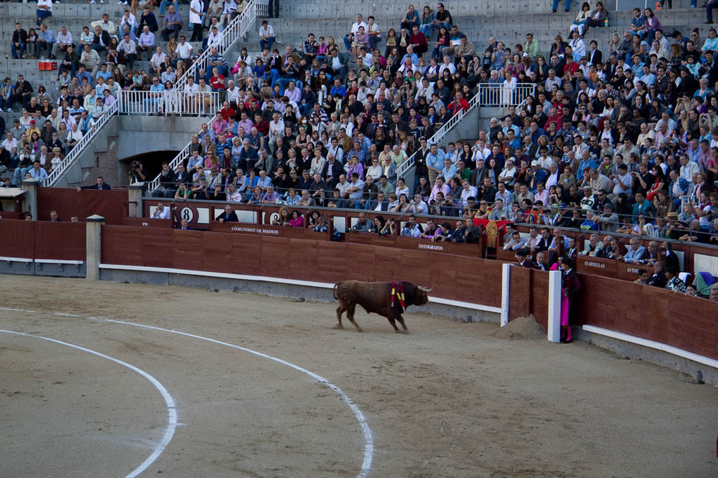 Watching a bullfight in Spain