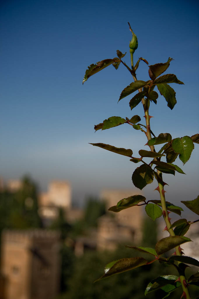 Gardens at the Alhambra