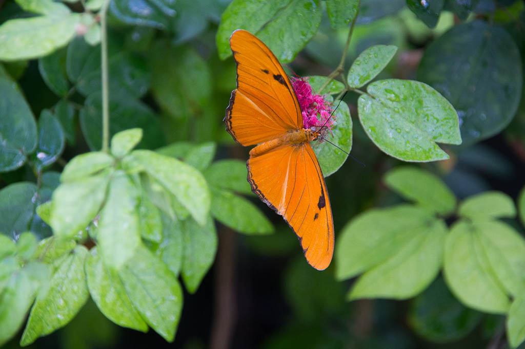 Butterflies inside the Butterfly and Nature Conservancy in Key West