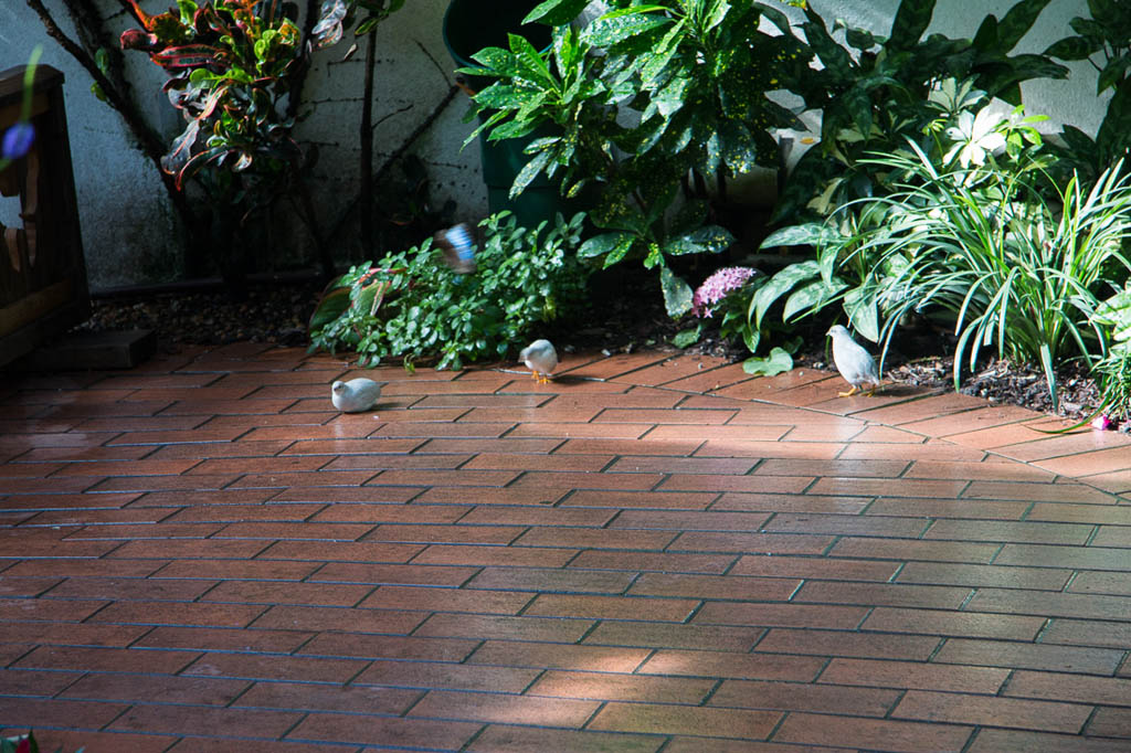 Birds at the Butterfly Conservatory in Key West