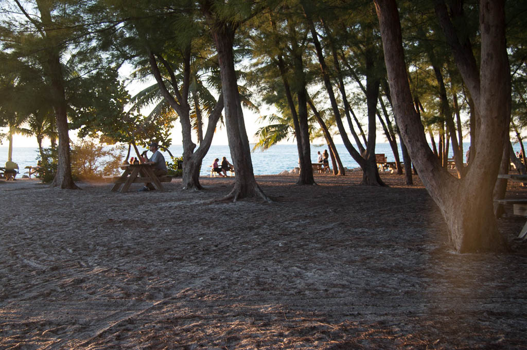 Trees and shade at park