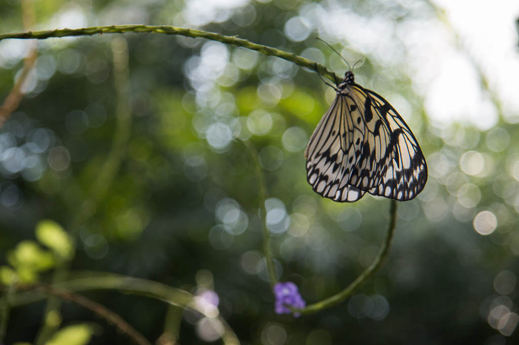 Butterflies