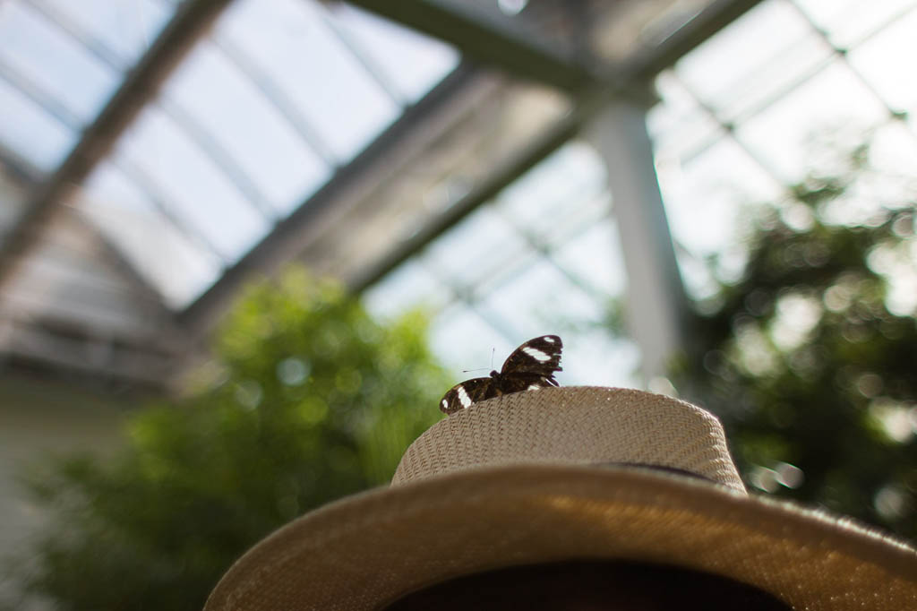 Butterflies landing on Ken’s hat