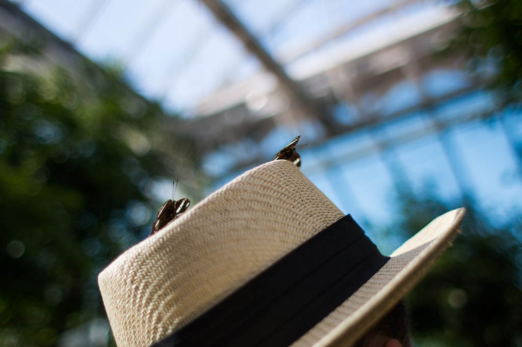 Butterflies landing on Ken’s hat
