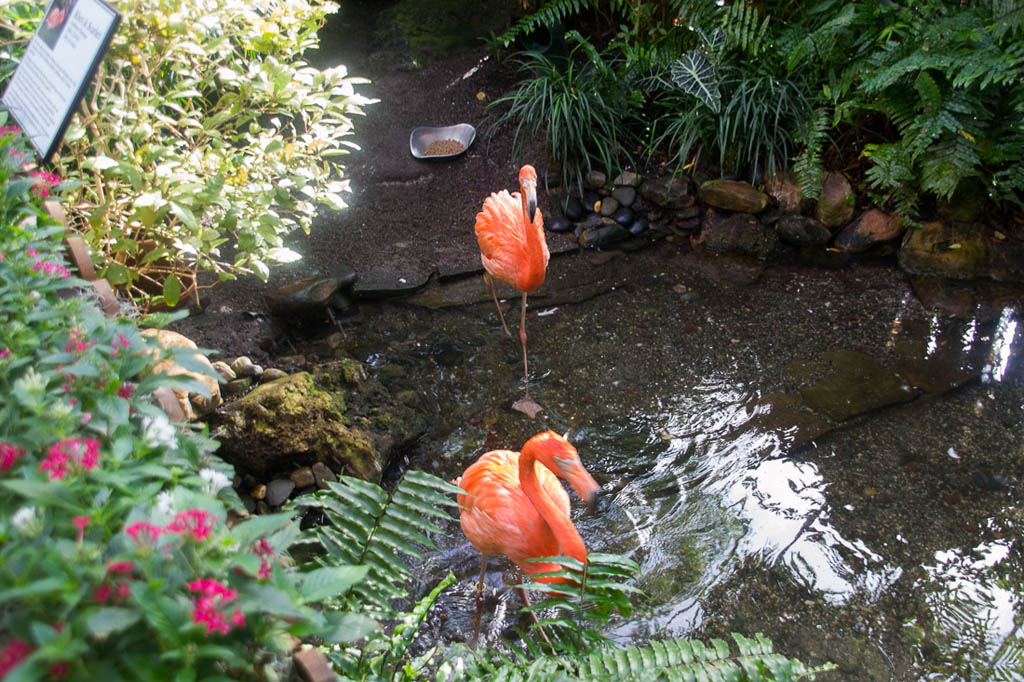 Flamingos in water at butterfly conservatory