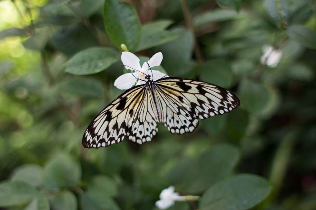 Butterflies inside the Butterfly and Nature Conservancy in Key West