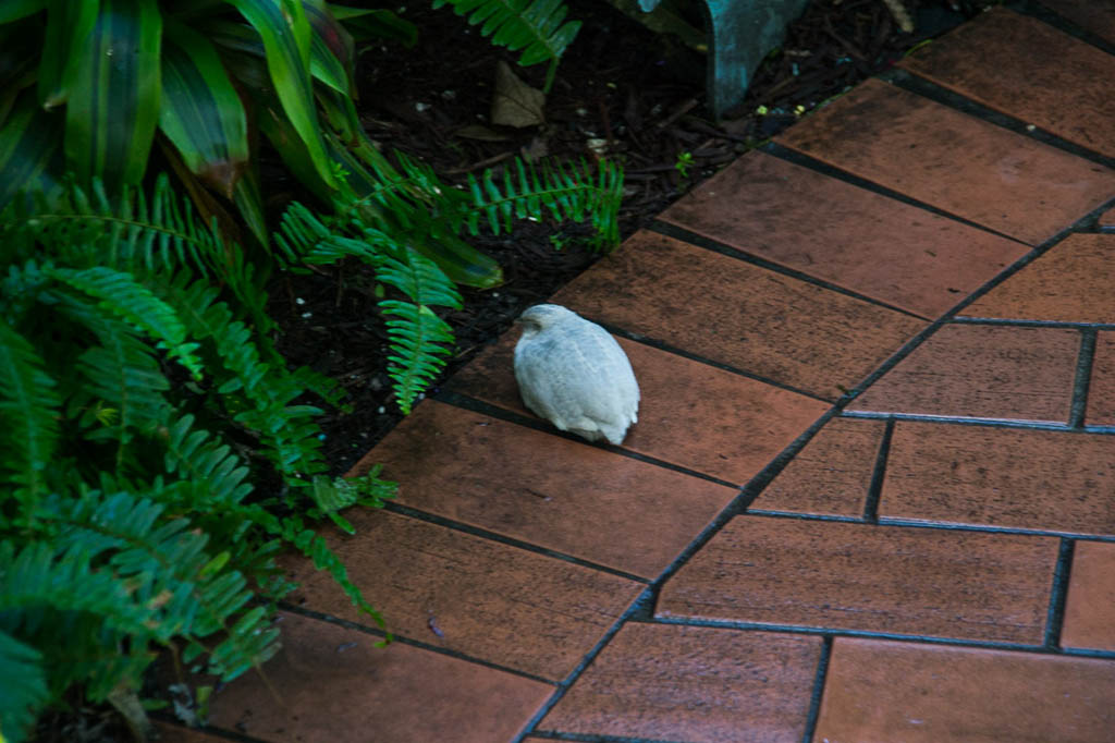 Birds at the Butterfly Conservatory in Key West