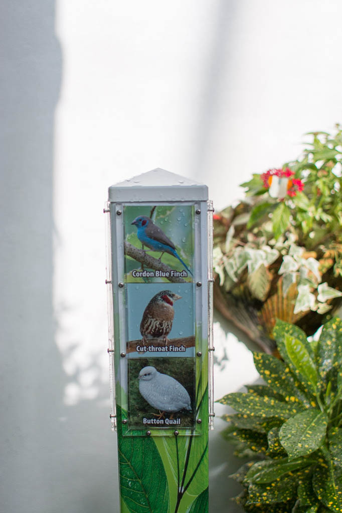 Birds at the Butterfly Conservatory in Key West